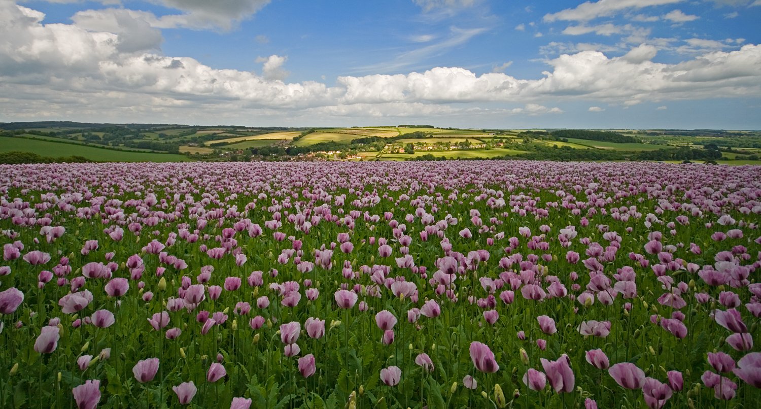 Delivery to North Dorset